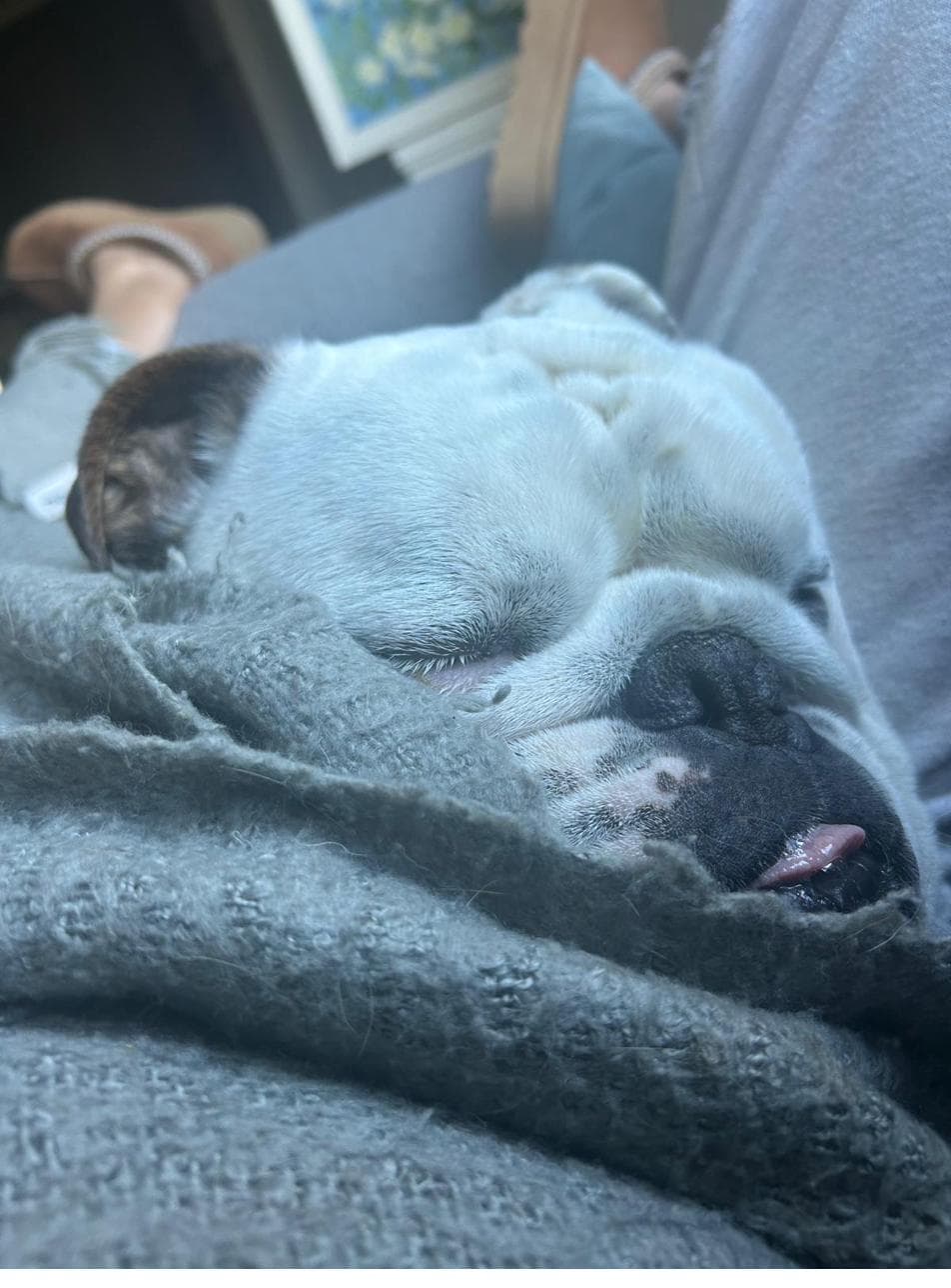 Bella under a blanket