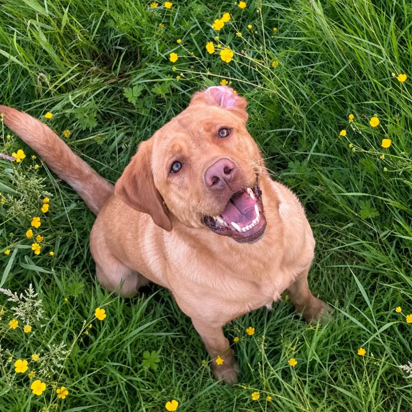 A fox-red Labrador grinning up from the buttercups