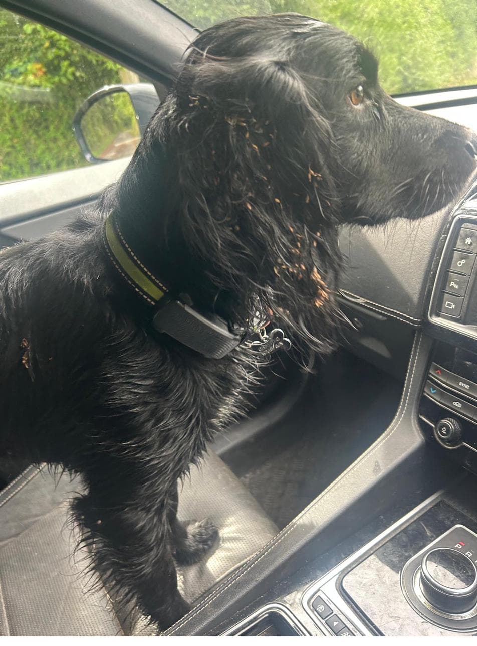 Bear in the car
