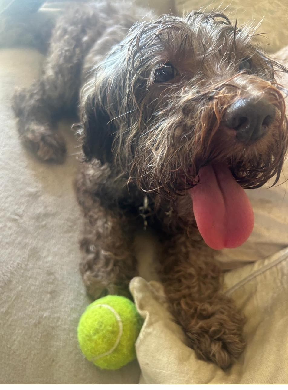 Lola with her tennis ball