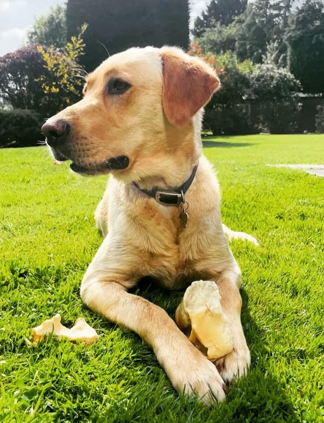 Corey on the lawn with a bone