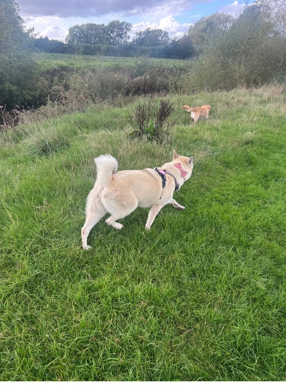 Roux in the field