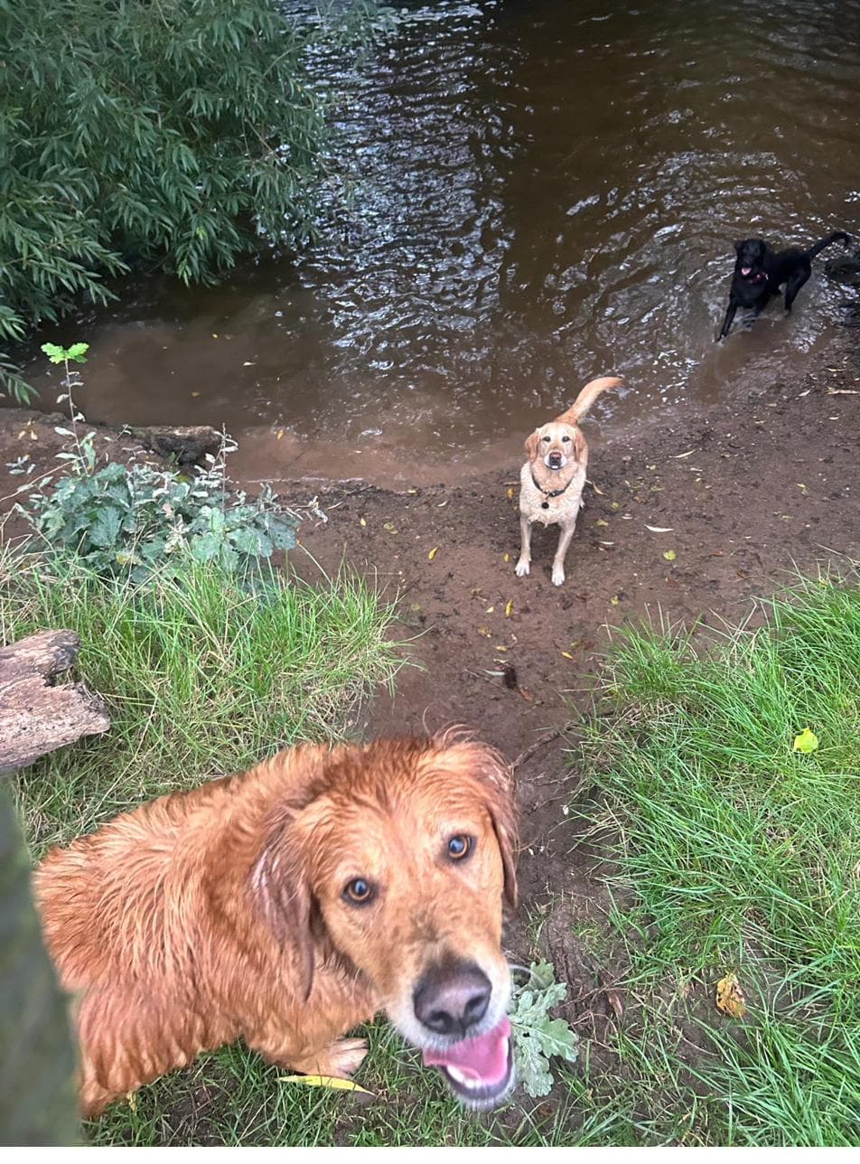 Cassie after a swim