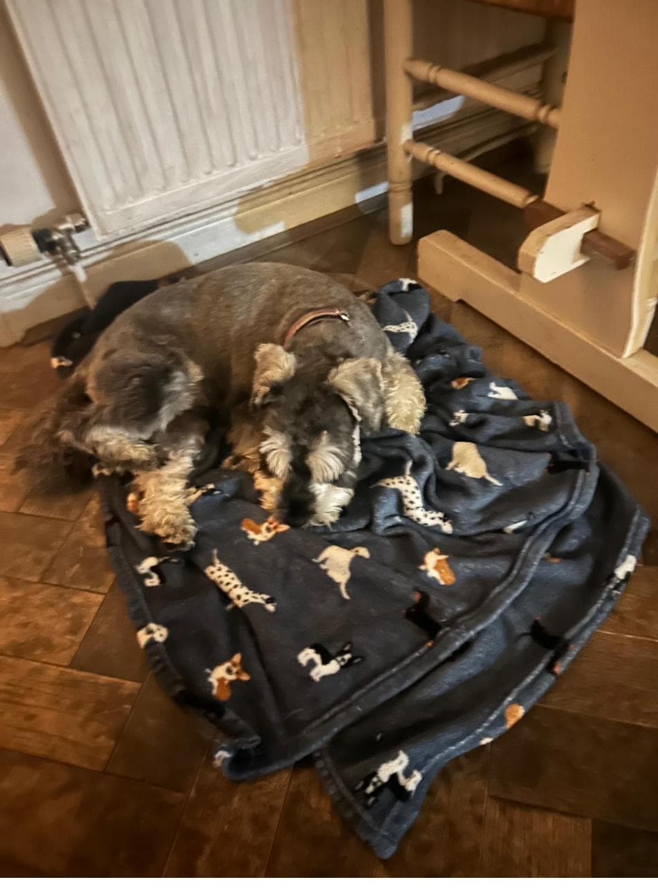 A schnauzer asleep on a blanket in the kitchen