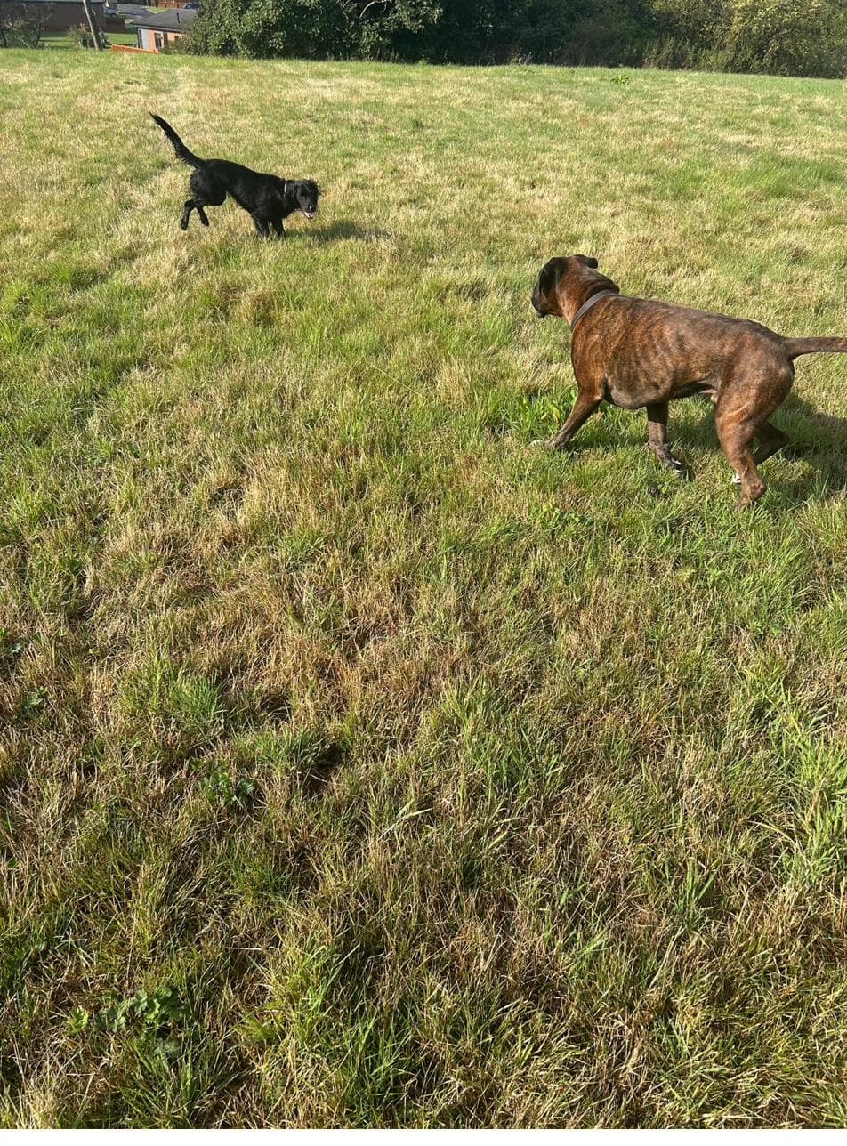 Two dogs on the lawn