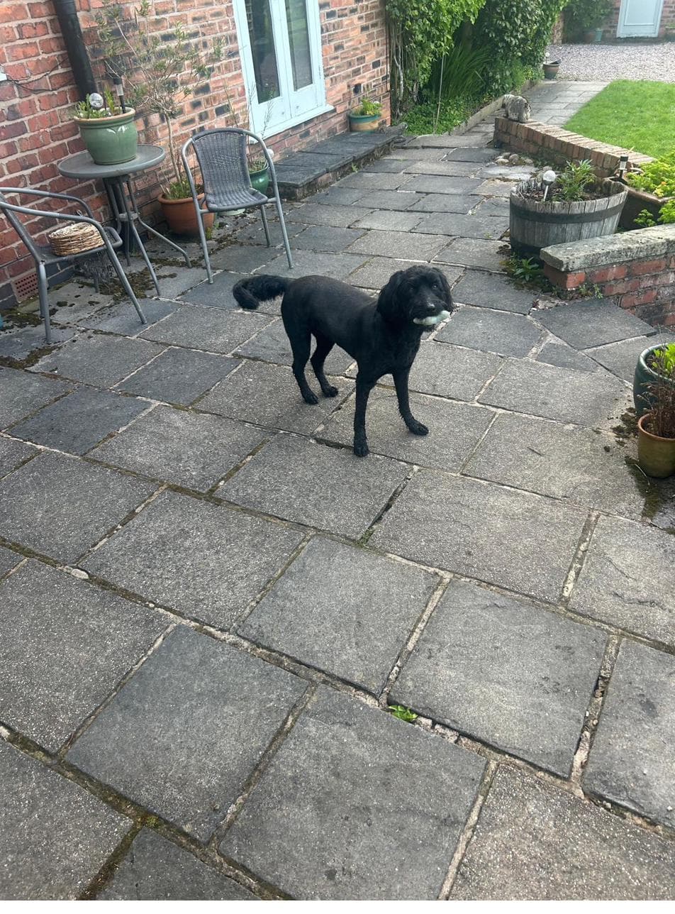 Gus on the patio
