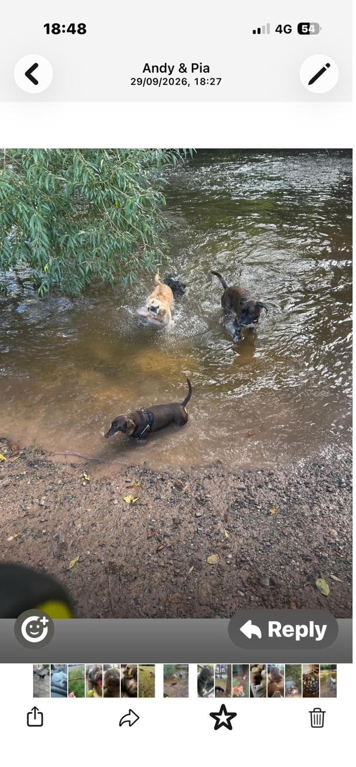 Three dogs paddling in the river