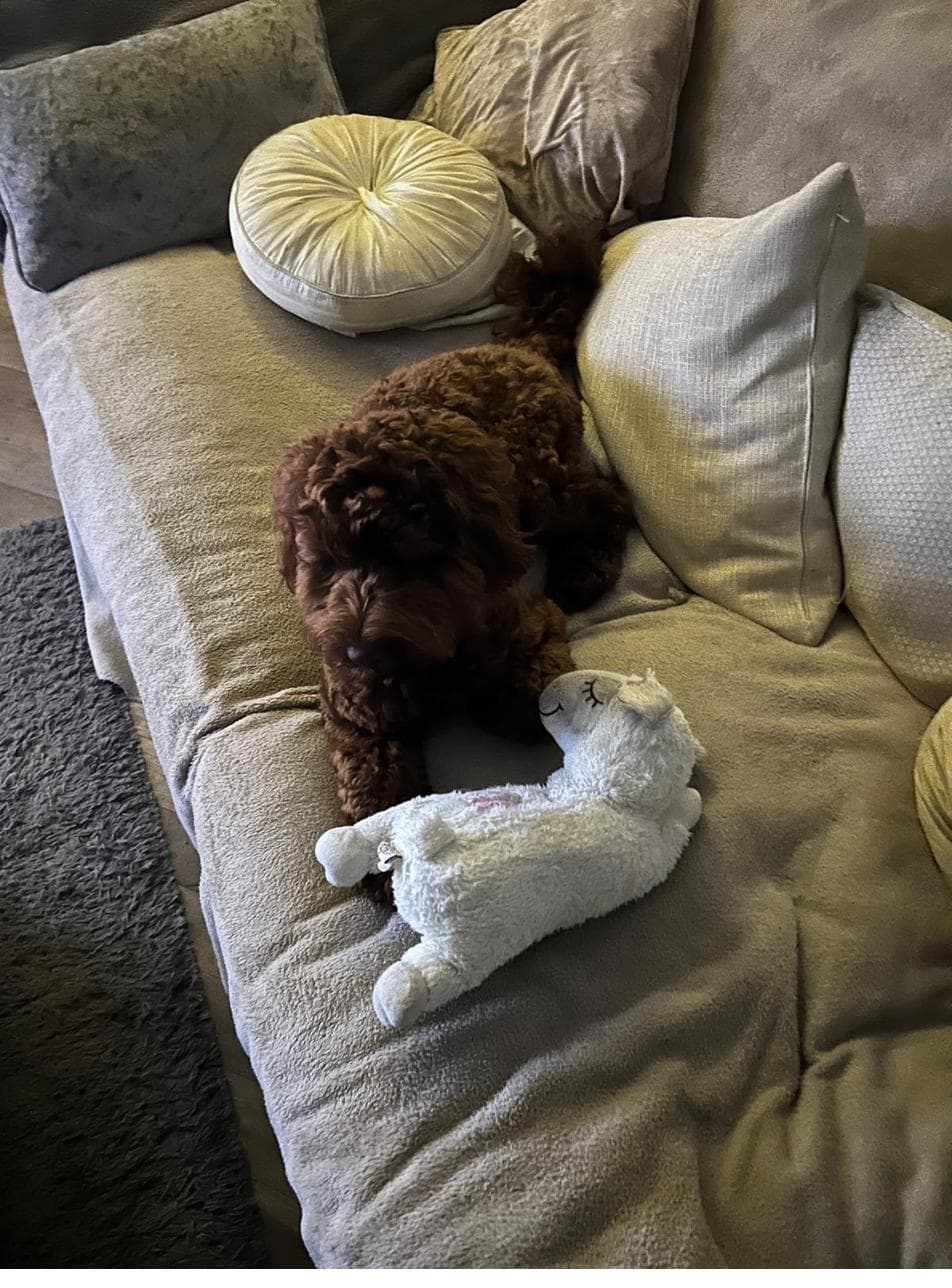 Rafa on the sofa
